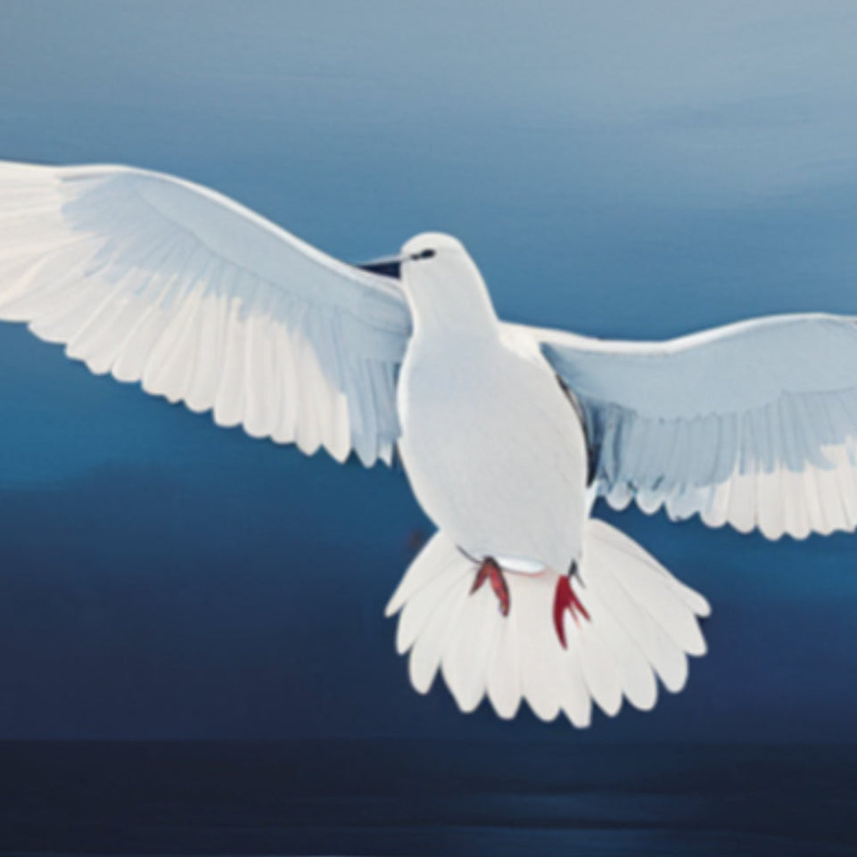 White Dove in Flight  Modern Art  Wall Decor June Wall Art