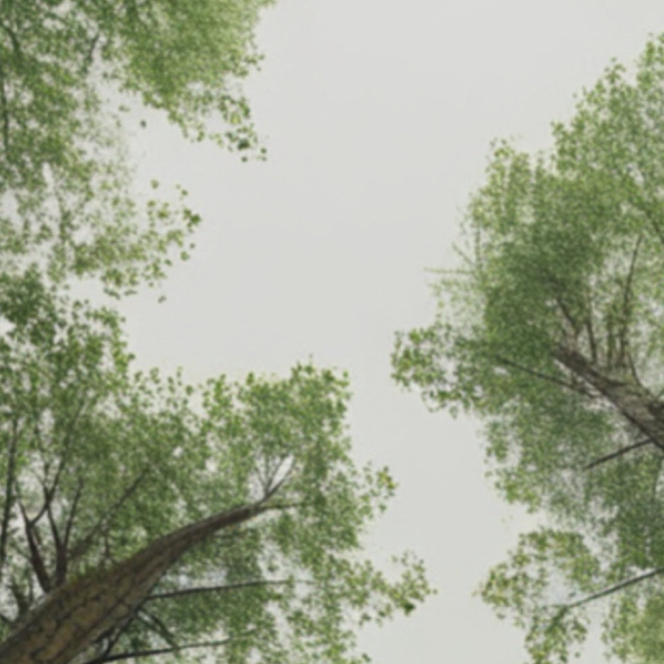 Enchanted Forest Canvas Art June Wall Art